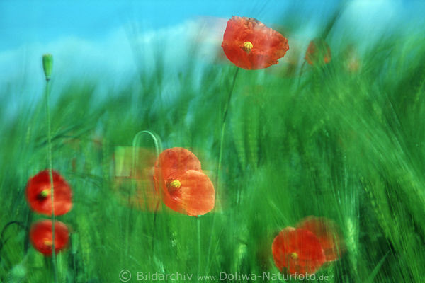 Klatschmohn Rotblten in Grngrser abstrakt Foto BewegungsUnschrfe in Wind
