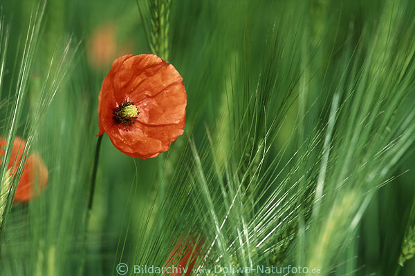 Klatschmohn Wildblume in Getreidehren Foto frische Mohnblte in Grngrser