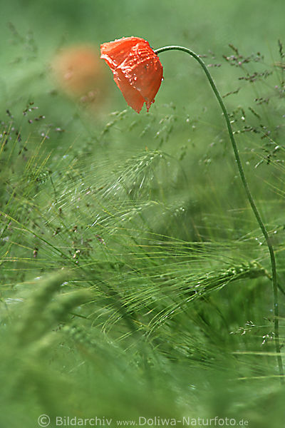 Klatschmohn Rotblte Unkraut im GetreideGrnfeld