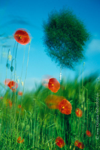 Klatschmohn Bewegung in Wind Rotblumen vor Birke am Blauhimmel Naturfoto