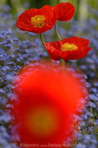 Mohn Rotblten in Vergimeinnicht Blaubeete