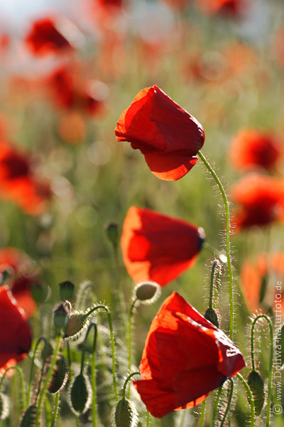 Klatschmohn Rotblten Foto stehend in Gegenlicht auf Stengel 