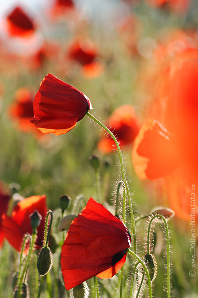 Mohnblumen Wildbltenfeld rotorange Farben Gegenlicht