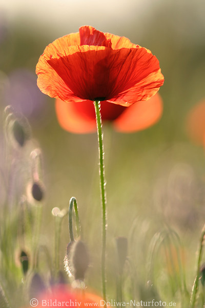 Klatschmohnblume Rotblte Makrobild hochstehender Stiel ber Knospen helles Naturfoto