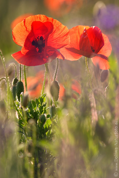 Klatschmohn Rotblumen Romantik Gegenlicht Naturbild Rotblten Fotografie