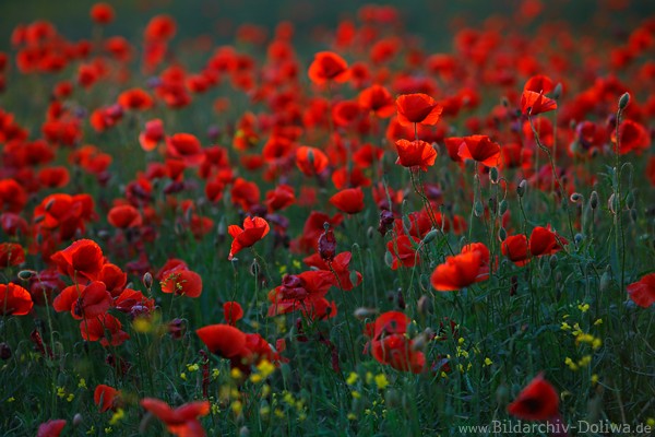 Mohnfeld Rotbltenwiese Gegenlicht Naturfoto 910037 Bild rotblhende Wildblumen