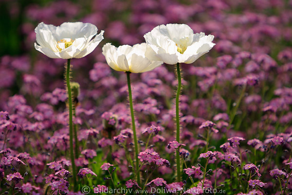 Weisser Klatschmohn Blten-Trio in Vergimeinnicht Blumenfeld lila-rosa Beete