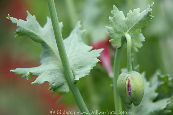 Ziermohn-Kapsel Makrobild Knospe kurz vor Erblhen in Grnbltter am Stengel