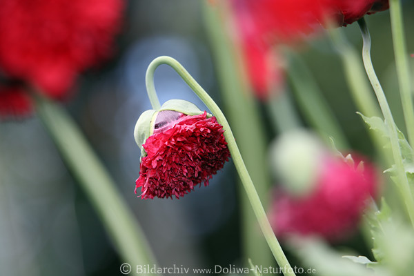 Aufblhen des Ziermohn Knospenblte Bild Grnstengel Rotblmchen Florafoto