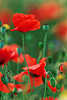 0277_ Mohnblüte rote Blumen grün Wiese Naturbild Knospen Stengel Frühsommer Farbdesign