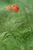 1024_Rotblüte des Klatschmohn als Unkraut im Getreidefeld Foto nass in Sonnenlicht