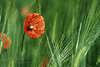 2450_Klatschmohn Wildblume in Getreideähren Foto frische Mohnblüte in Grüngräser