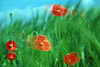 2452_Klatschmohn Rotblüten in Grüngräser abstrakt Foto BewegungsUnschärfe in Wind