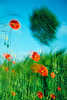 Klatschmohn Bewegung in Wind Rotblumen vor Birke am Blauhimmel Naturfoto