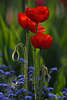 601313_ Mohn-BlütenTrio Foto hochstehen rotblühen über Blaublümchen