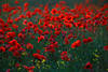 Mohnfeld Rotblütenwiese Gegenlicht Naturfoto 910037 Bild rotblühende Wildblumen