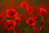 910043_ Mohnbütenfeld rote Blumenwiese Gegenlicht Bilder Klatschmohn Romantik Naturfotos