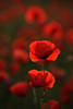 Mohnbüten Gegenlicht Naturfoto rote Wildblumen 910044 Klatschmohn-Bild