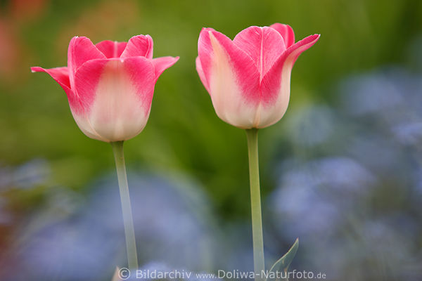 Pastelltulpen zweifarbige zarte Frhlingsblten Blumenpaar