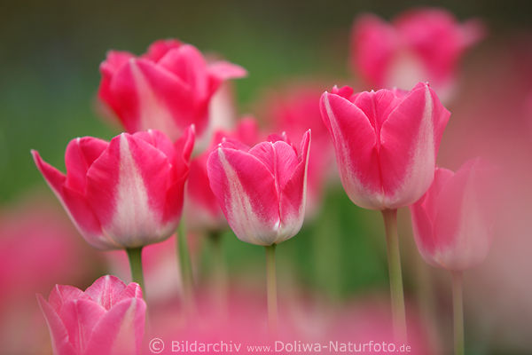 Pastelltulpen sechs Blumenblten zarte zweifarbige Pastellfarben