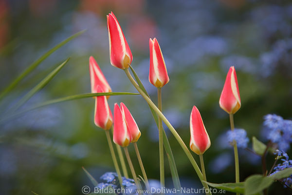 Pastelltulpen Knospen 8 ungeffnete Pastellblten vor verwischten Blaufeld