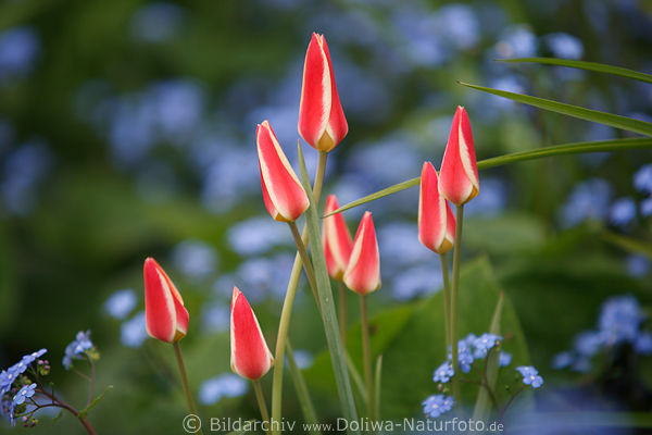 Tulpenknospen ungeffnete Pastellblten Achterblume vor Blaufeld