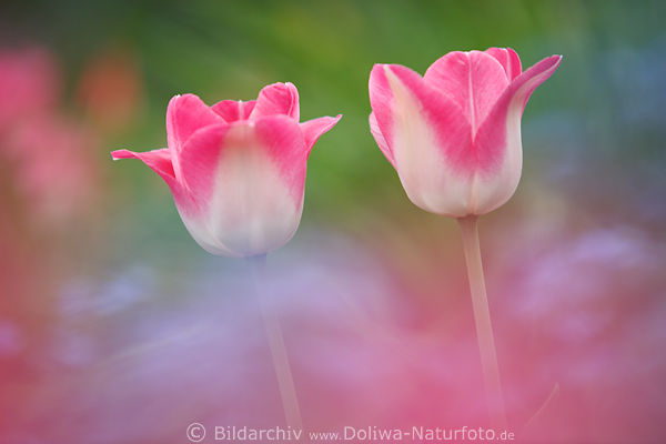Zweifarbiges Tulpenpaar in Pastellfarben