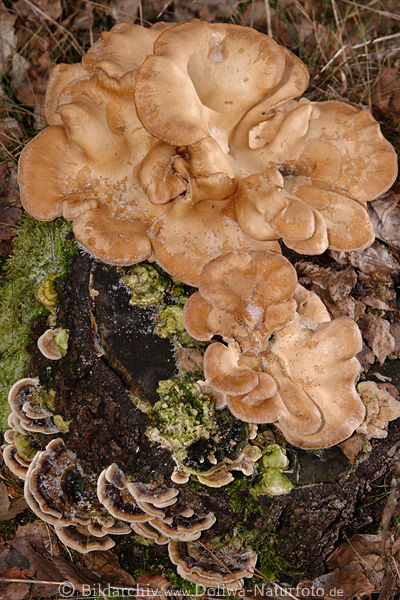 Austernpilz, braun-r�tlich, Austernseitling �bereinander, Baumstamm, Pleurotus ostreatus