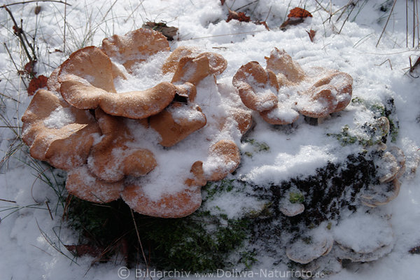 Austernseitlinge Pleurotus ostreatus rot-orange Pilze in Schnee