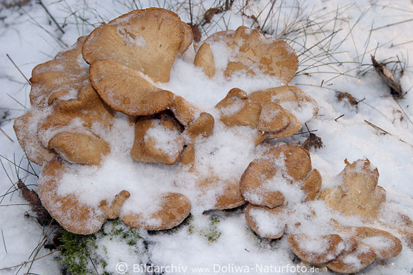 Austernpilze braune Seitlinge Hute im Schnee