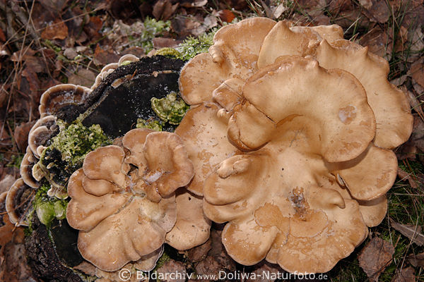 Austernpilze Pleurotus ostreatus Austernseitlinge auf Baumstamm