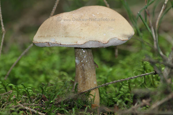 Pilz Gallenrhrling Fruchtkrper wie Schwamm hell-braun Bitterling kein Giftpilz