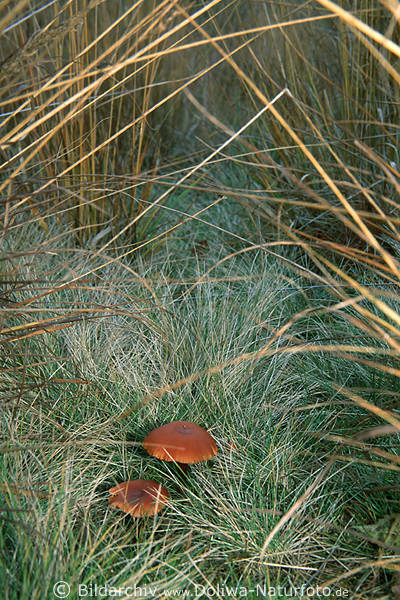 Pilzpaar braun klein im Gras