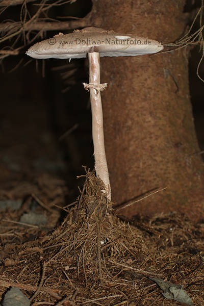 Parasol Schirmpilz schmaler  Riesenschirmling nachts am Baum