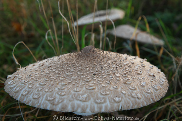 Parasol Riesen-Schirm Pilz Prachthut Groschirm