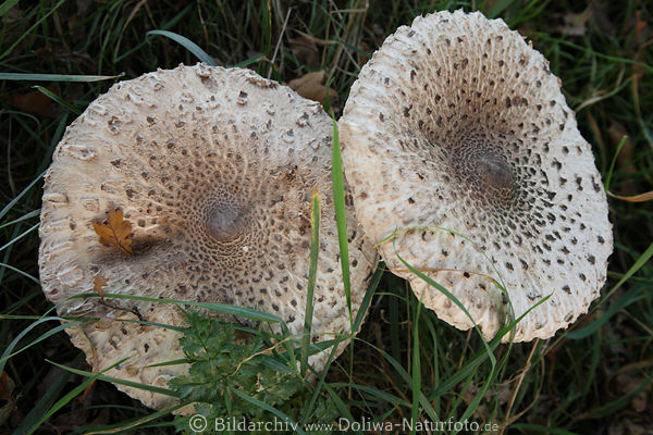 Parasol Prachtschirme Pilze Paar Pilzhute