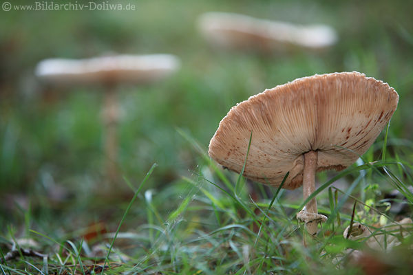 Parasol Unterseite des Schirmpilzes Parasol Unterseite des Schirmpilzes