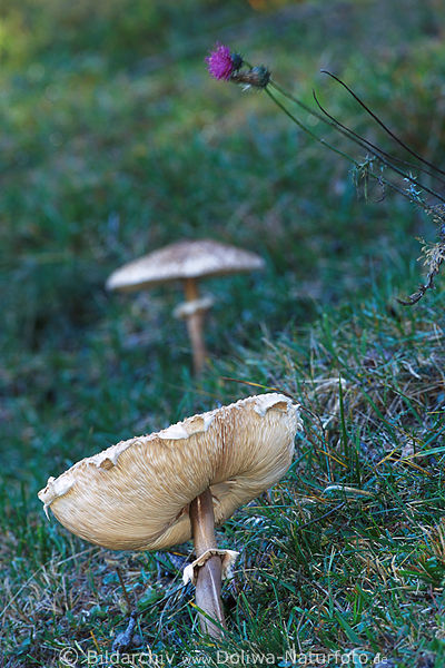 Riesenschirmling Parasol Pilz Lepiota