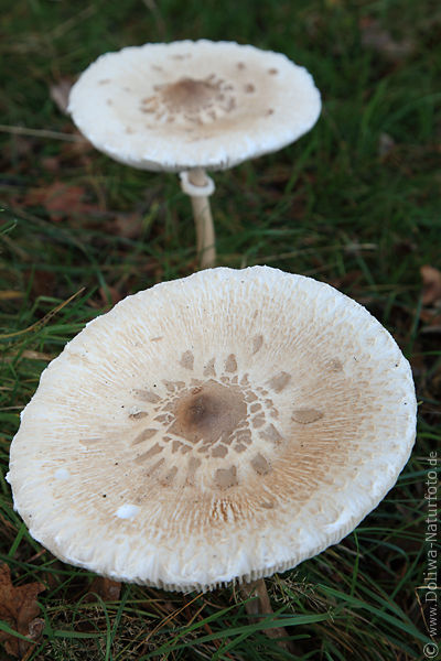 Pilzhut Riesenschirmlinge Fruchtkrper