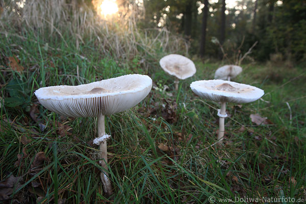 Schirmpilz Vierer Sonnenuntergang Schirmpilz Vierer Sonnenuntergang
