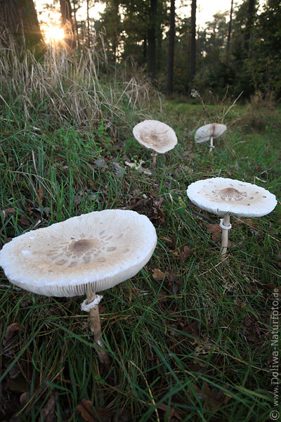 Schirmpilze Waldbume Sonnenstern