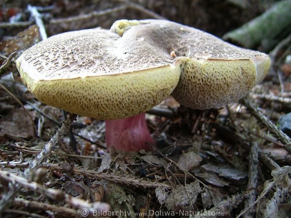 Rotfusspilz Rotfurhrling verwachsener Doppelpilz-Hut