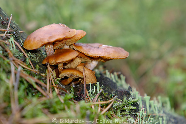 Braun-Pilze auf totem Holz