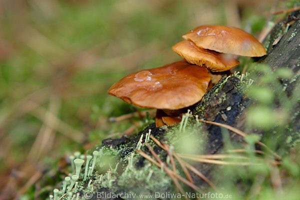 Pilze braune Holzbewohner Pilztrio im Nadelwald