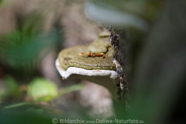 Porling Zunderschwamm oder Birkenporling Piptoporus betulinus