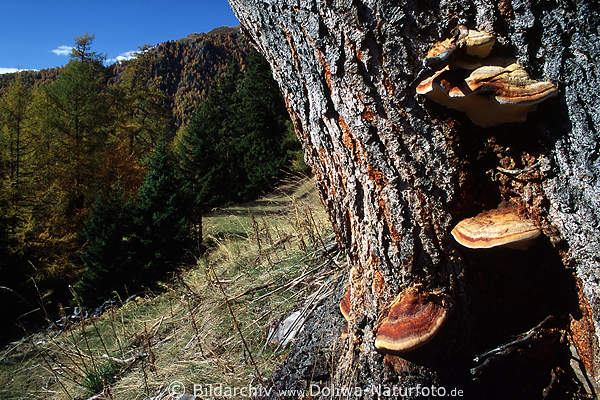 Fichten-Porlinge Pilze Fomitopsis Pinicola auf Baumrinde