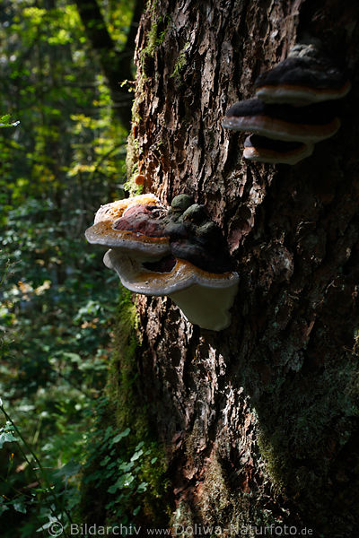 Fichten-Porling am Fichtenstamm Fomitopsis Pinicola