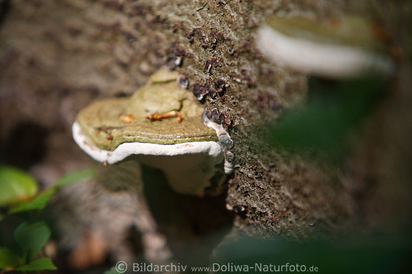 Porlinge Pilze Holzbewohner auf Baumrinde