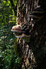 913735_ Fichten-Porling am Fichtenstamm Foto Fomitopsis Pinicola in Wald Lichteinfall am Baumstamm in Natur wachsen