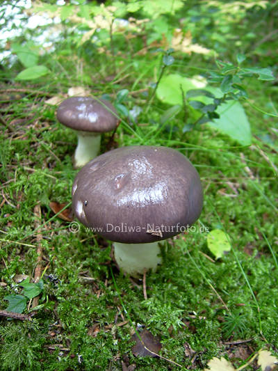 Pilze glitschiges Paar Gelbfu oder Grosser Schmierling Gomphidius glutinosus